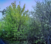 земля 20 сот Центральная,  18,3
