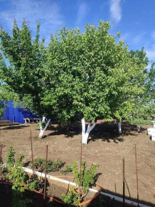 Продажа участка СДТ Рябинушка